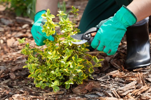 Accessibility statement introduction for Tree Surgeons Leyton