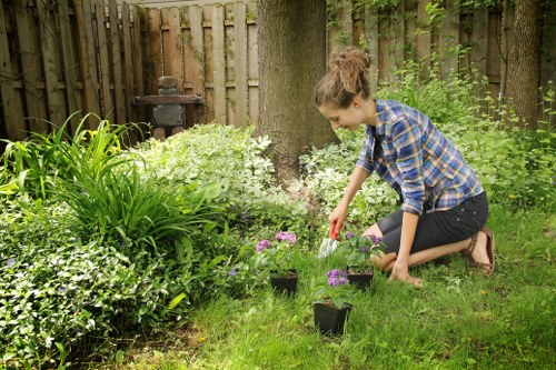 Pruning and crown reduction service for a garden tree in Leyton